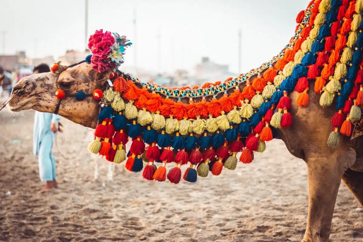 Les meilleurs festivals et manifestations pour les amoureux des animaux