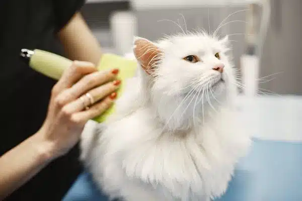 Prendre soin de son chat au quotidien : Guide des gestes simples à adopter