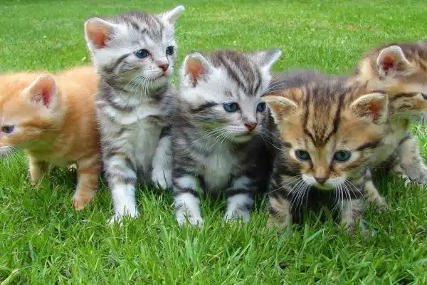 Les clés du bien-être de vos animaux de compagnie