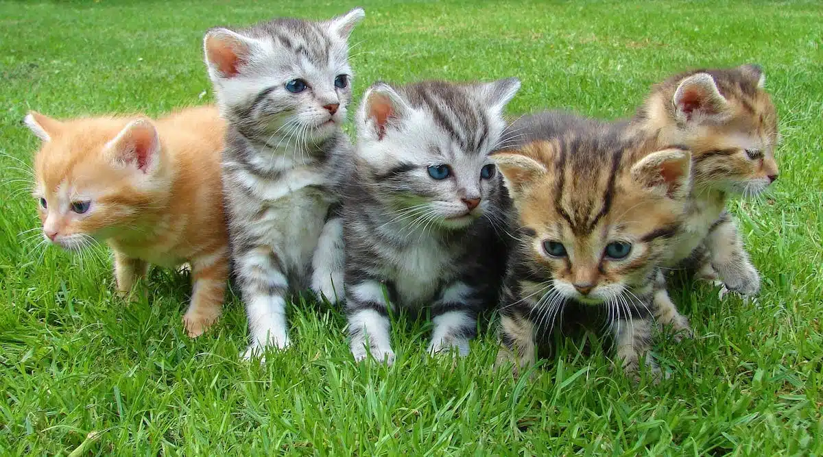 Les clés du bien-être de vos animaux de compagnie