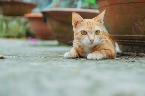 Les meilleures stratégies pour prévenir les comportements problématiques chez les chats