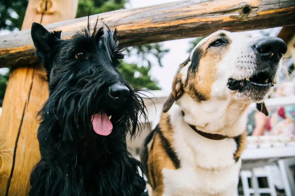 L’importance de la socialisation pour assurer l’équilibre de votre chien