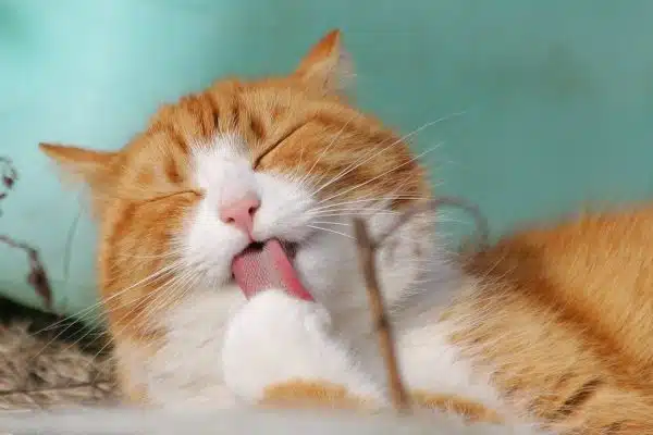 Les vérités cachées sur l’alimentation des chats : démêlez le vrai du faux