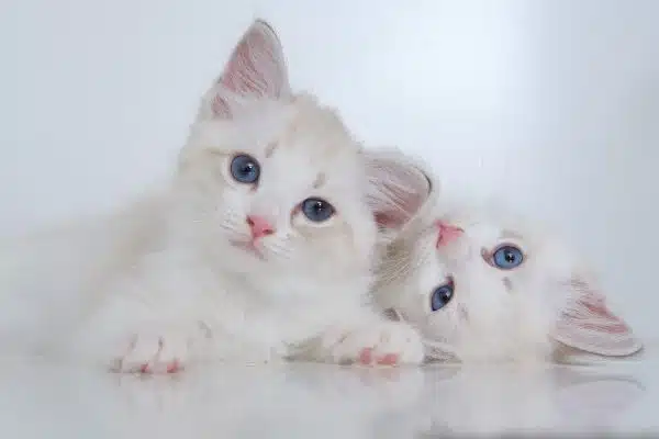 Les clés pour une éducation réussie de votre chaton dès son plus jeune âge
