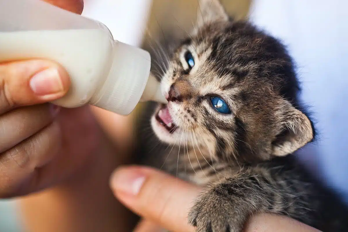 chaton  éducation