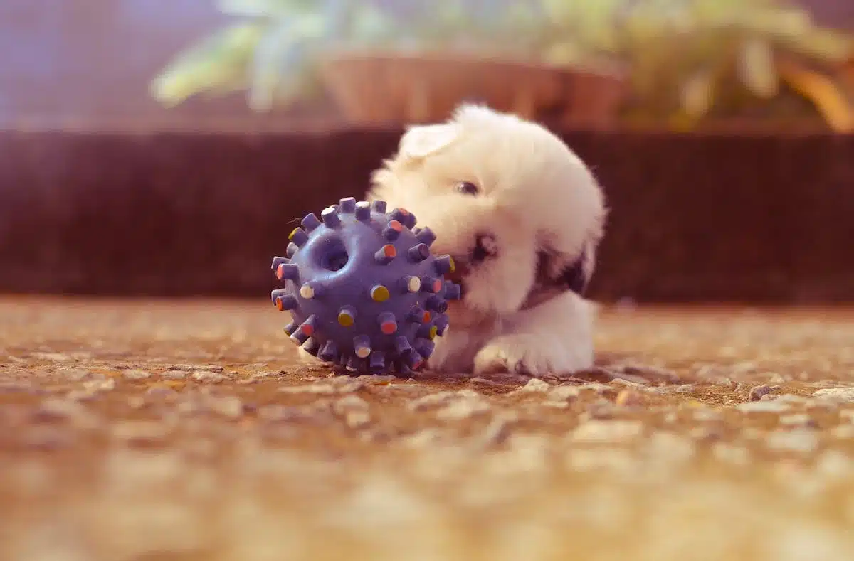 chien  routine
