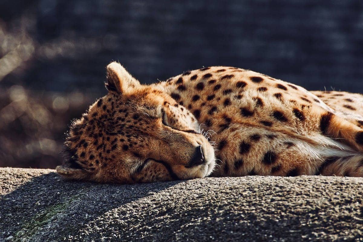 Protéger la faune sauvage : découvrez les initiatives qui font la différence