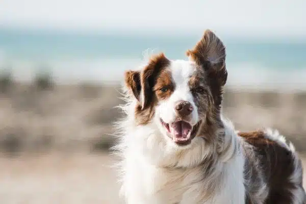 Tout ce que vous devez savoir sur l’assurance habitation et votre chien