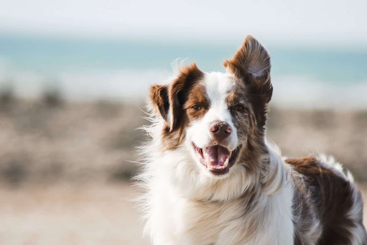 Tout ce que vous devez savoir sur l’assurance habitation et votre chien