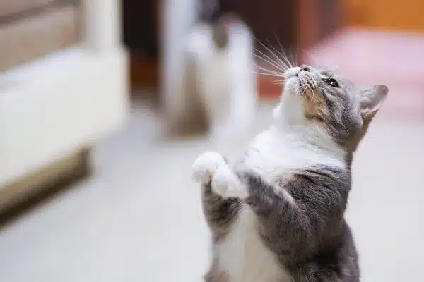 Les bienfaits surprenants de la présence d’un chat sur la santé humaine