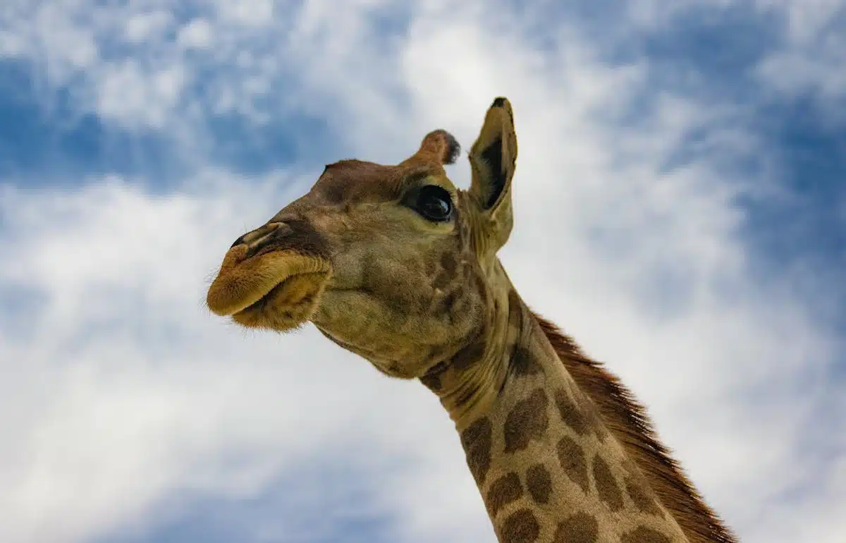 Animaux en voie de disparition : conseils pour les sensibiliser et les protéger