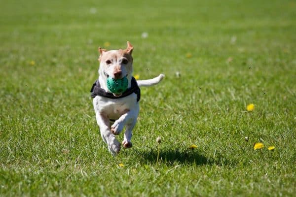 Les incroyables bienfaits de l’adoption d’un animal de compagnie pour votre bien-être et votre bonheur