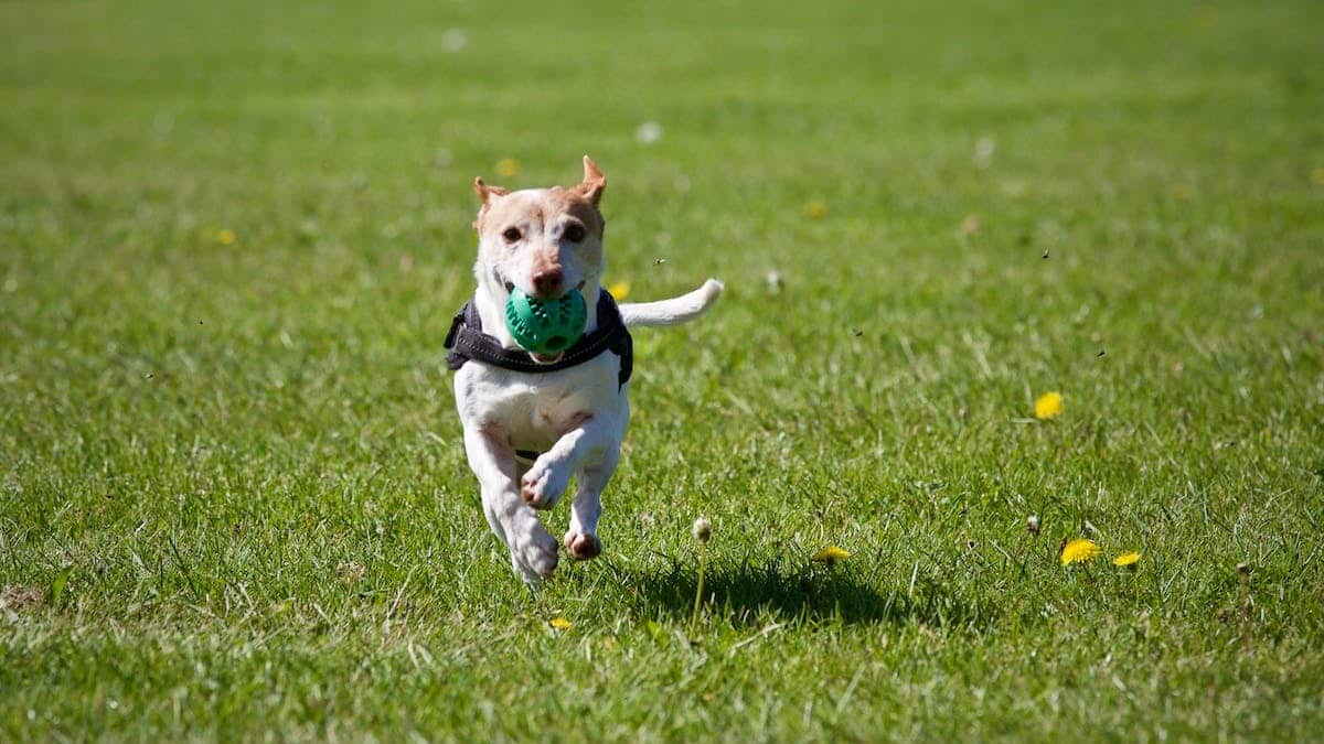 Les incroyables bienfaits de l’adoption d’un animal de compagnie pour votre bien-être et votre bonheur