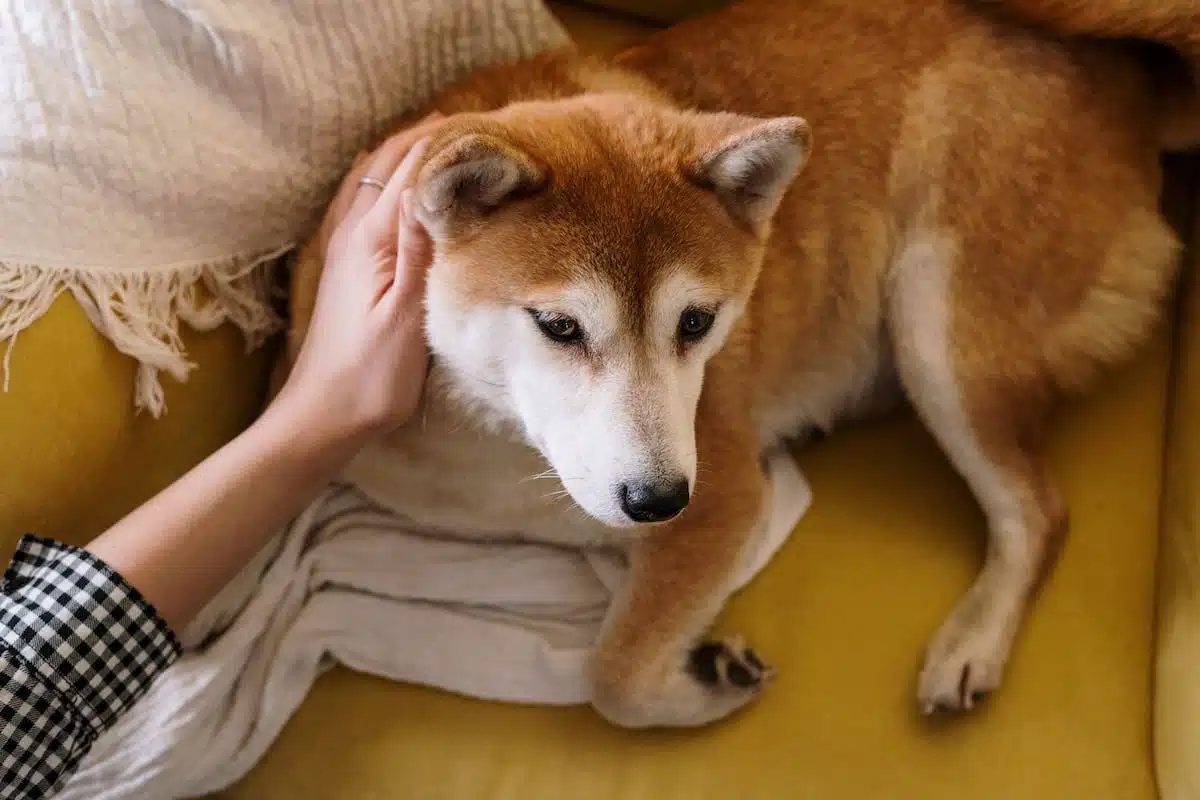 animal  bonheur