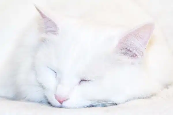 Comprendre les différentes habitudes de sommeil des chats pour mieux les accompagner