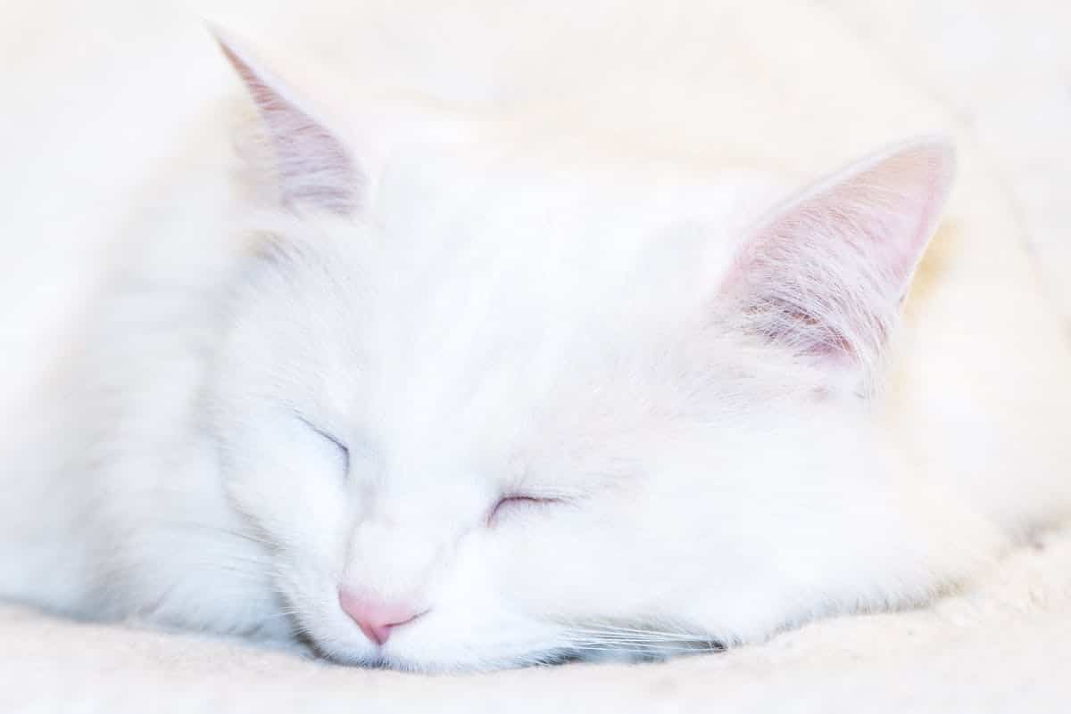 Comprendre les différentes habitudes de sommeil des chats pour mieux les accompagner