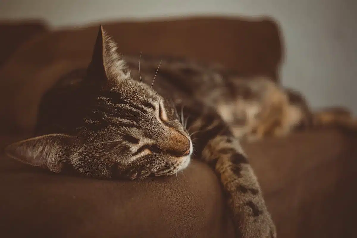 chat  sommeil