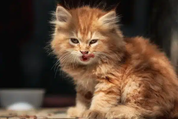Les animaux domestiques qui font le buzz sur les réseaux sociaux