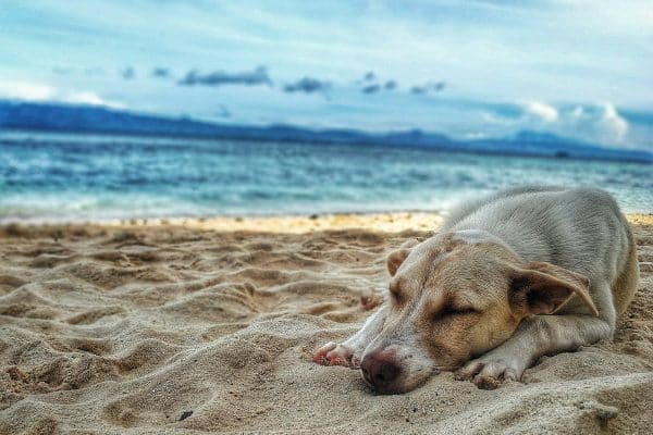 Voyager avec son chien : conseils et astuces pour un voyage réussi