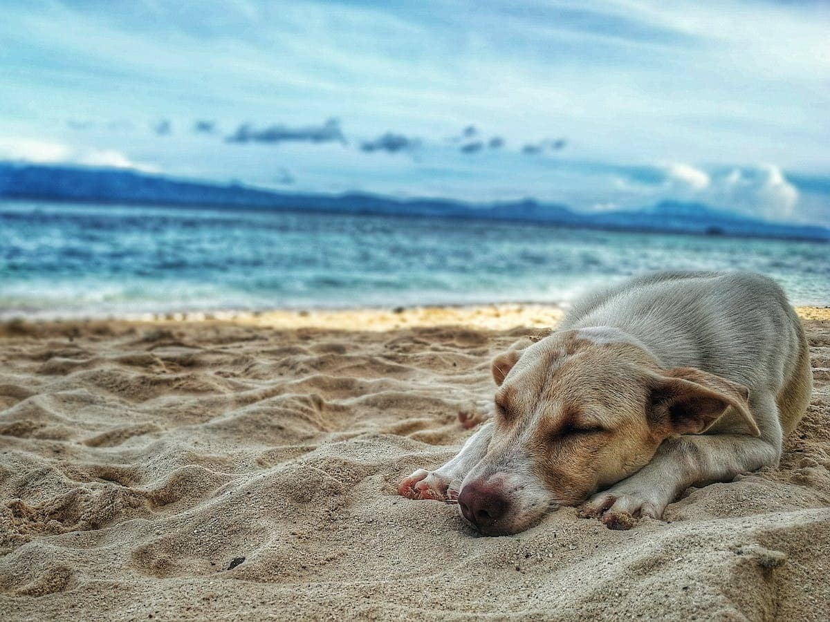 Voyager avec son chien : conseils et astuces pour un voyage réussi