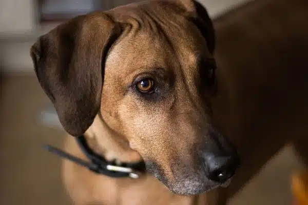 Les multiples avantages de choisir un chien adulte lors de l’adoption