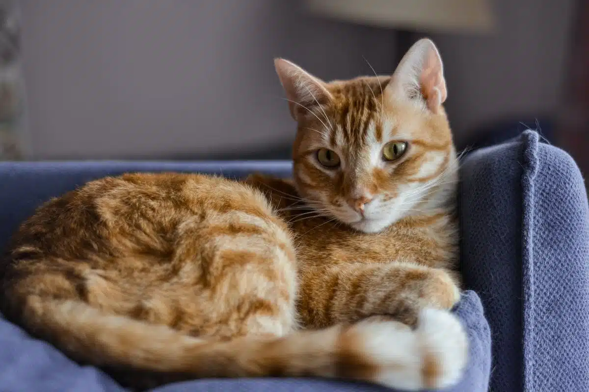 animaux  détente