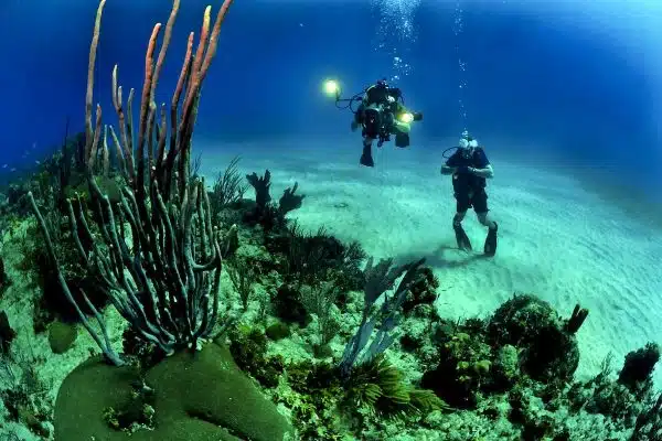 Découvrez les merveilles des fonds marins et des espèces marines fascinantes
