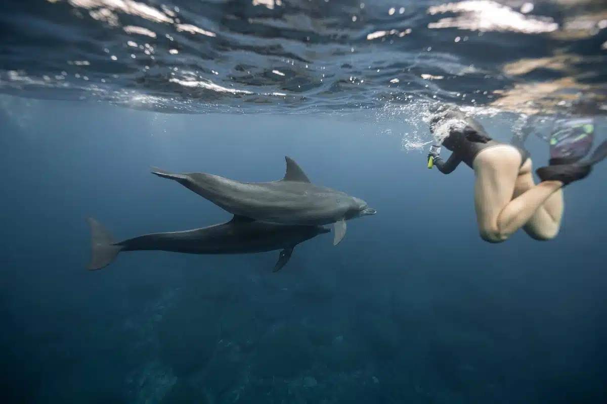 fonds marins
