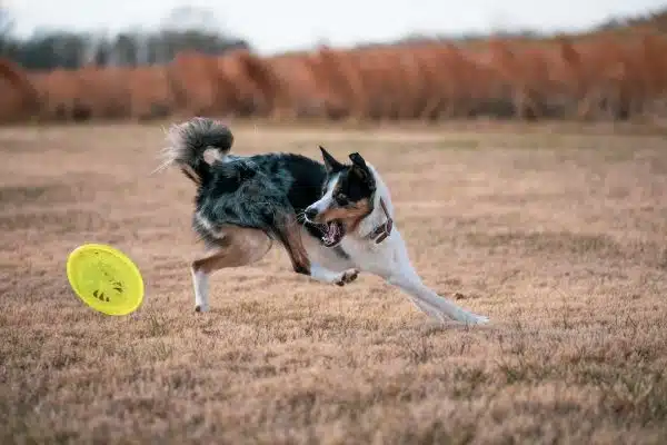 Les meilleurs jeux interactifs pour divertir et renforcer la complicité avec votre chien