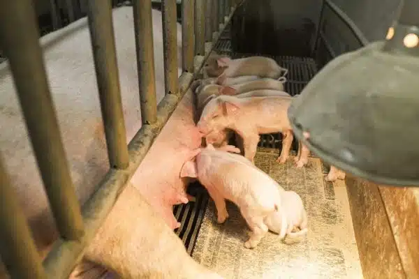 Les enjeux majeurs de la protection animale dans notre société actuelle