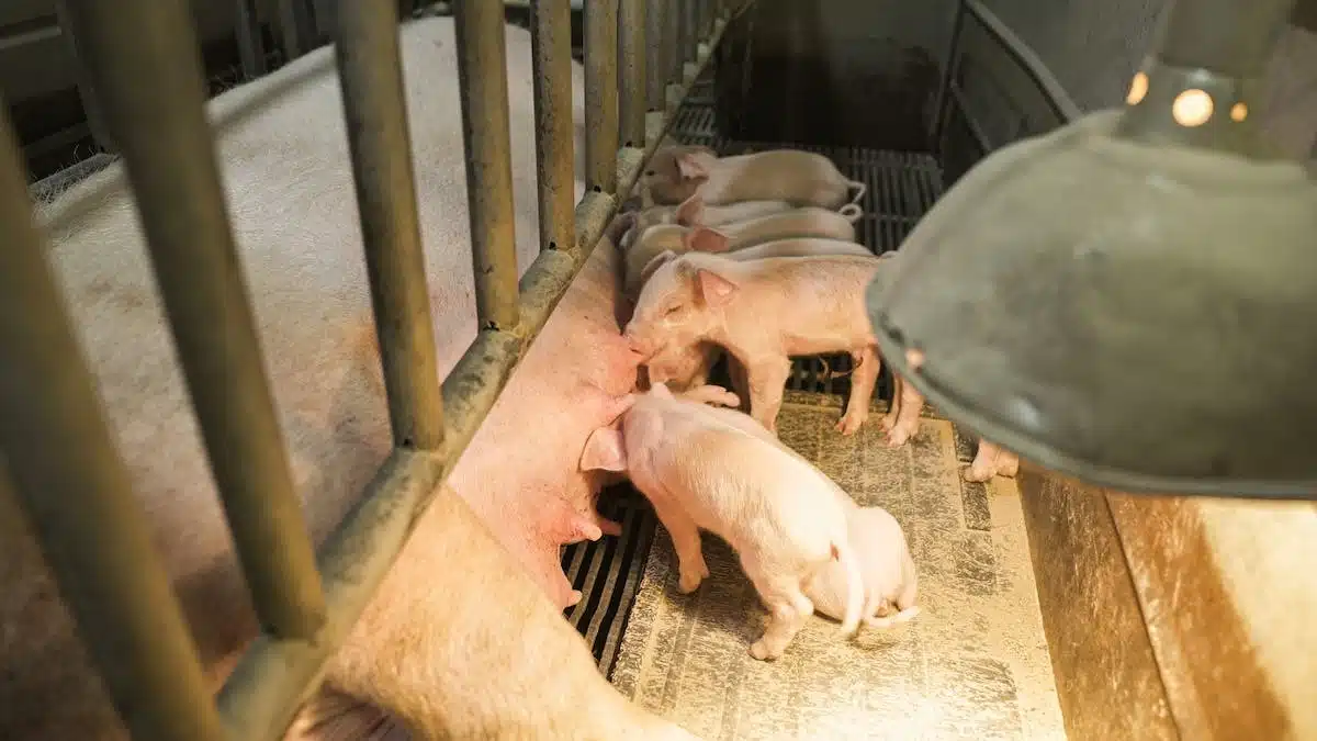 Les enjeux majeurs de la protection animale dans notre société actuelle