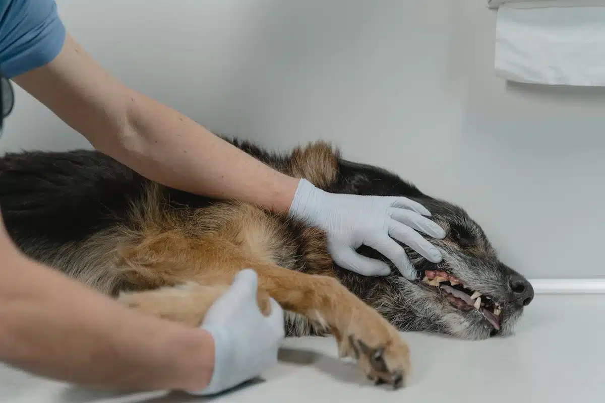 Les indices de malaise chez les animaux et l’importance de consulter un vétérinaire