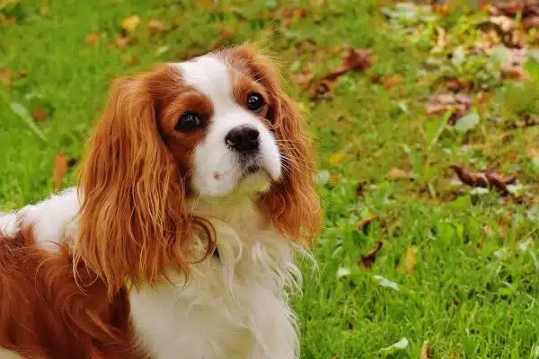 Les races de chiens les plus recherchées et leurs traits distinctifs