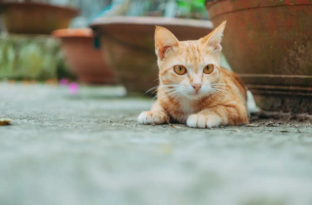 Découvrez les comportements et instincts naturels fascinants des chats