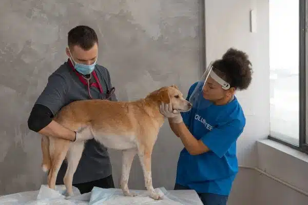 Prévention et traitement des problèmes de santé fréquents chez les chiens : guide complet