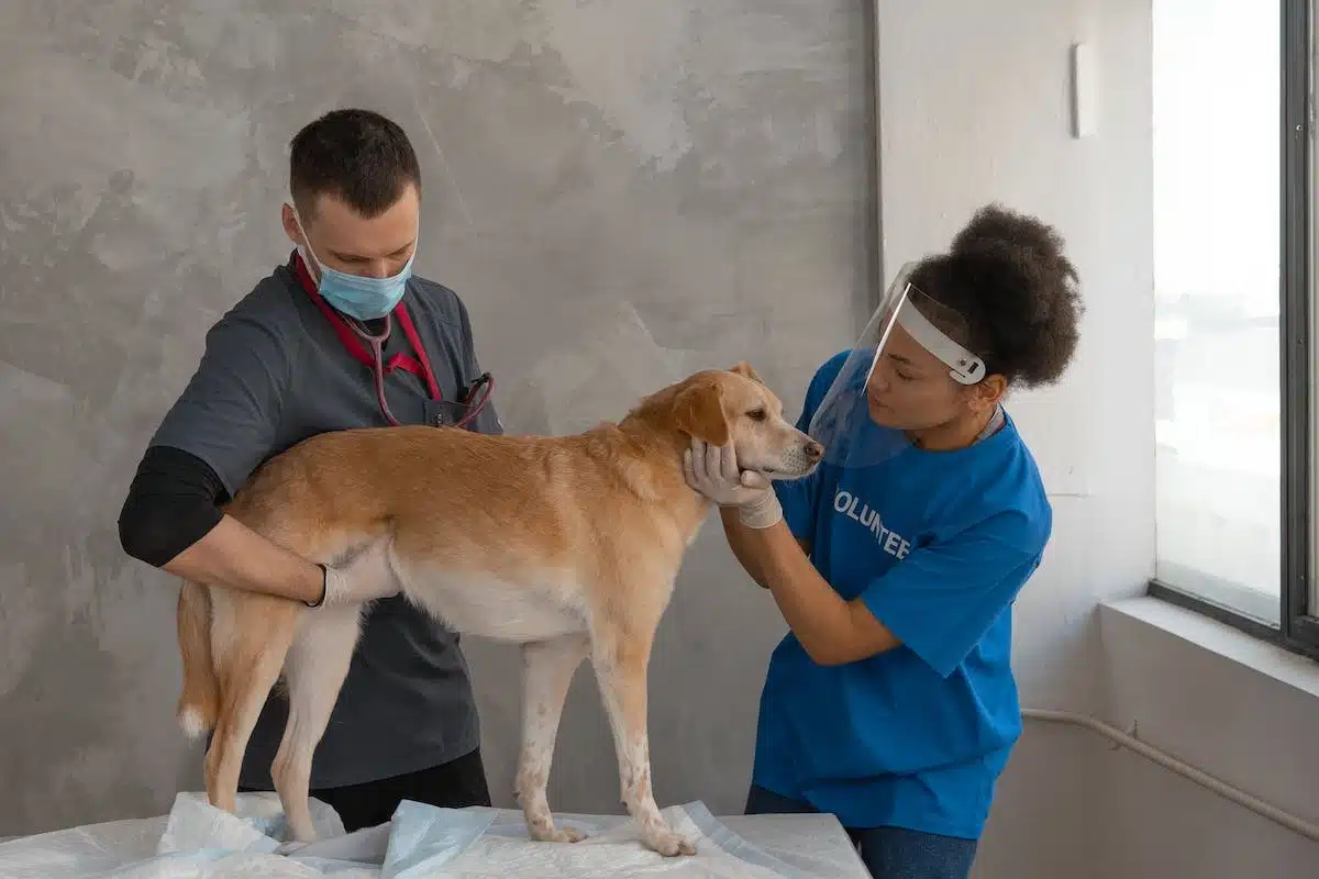 Prévention et traitement des problèmes de santé fréquents chez les chiens : guide complet