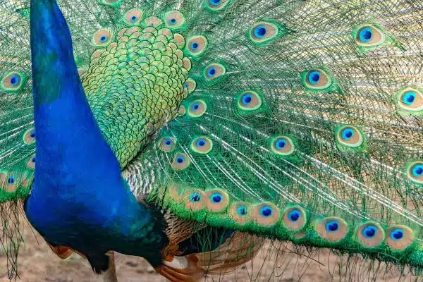 Les animaux dans les rituels et croyances religieuses : symboles et significations