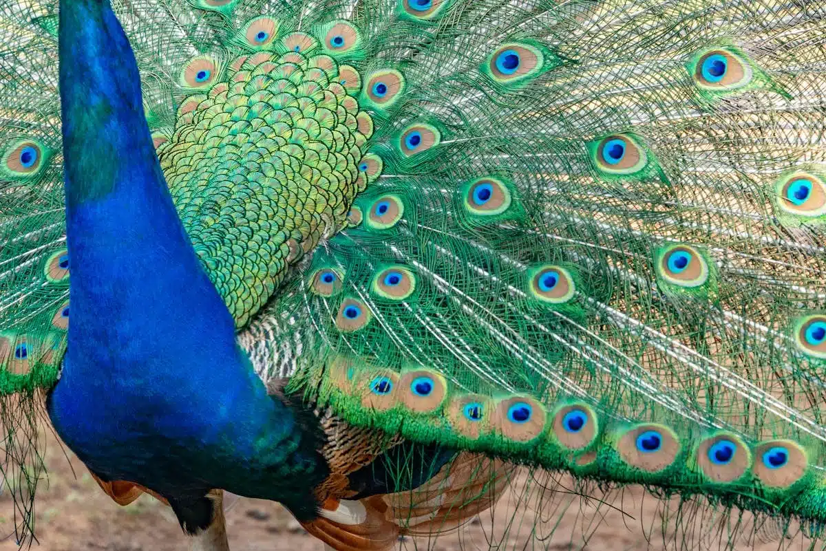 Les animaux dans les rituels et croyances religieuses : symboles et significations