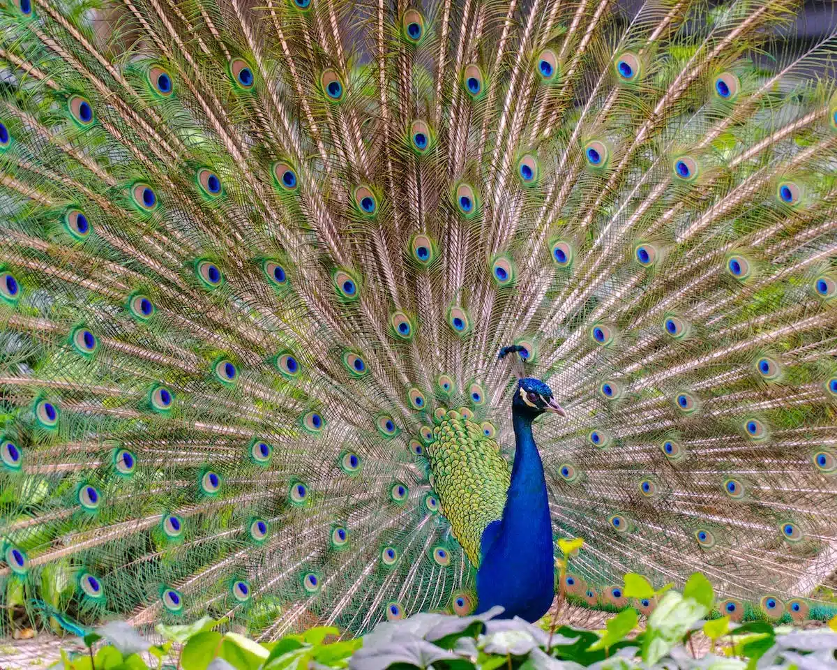 rituel animal
