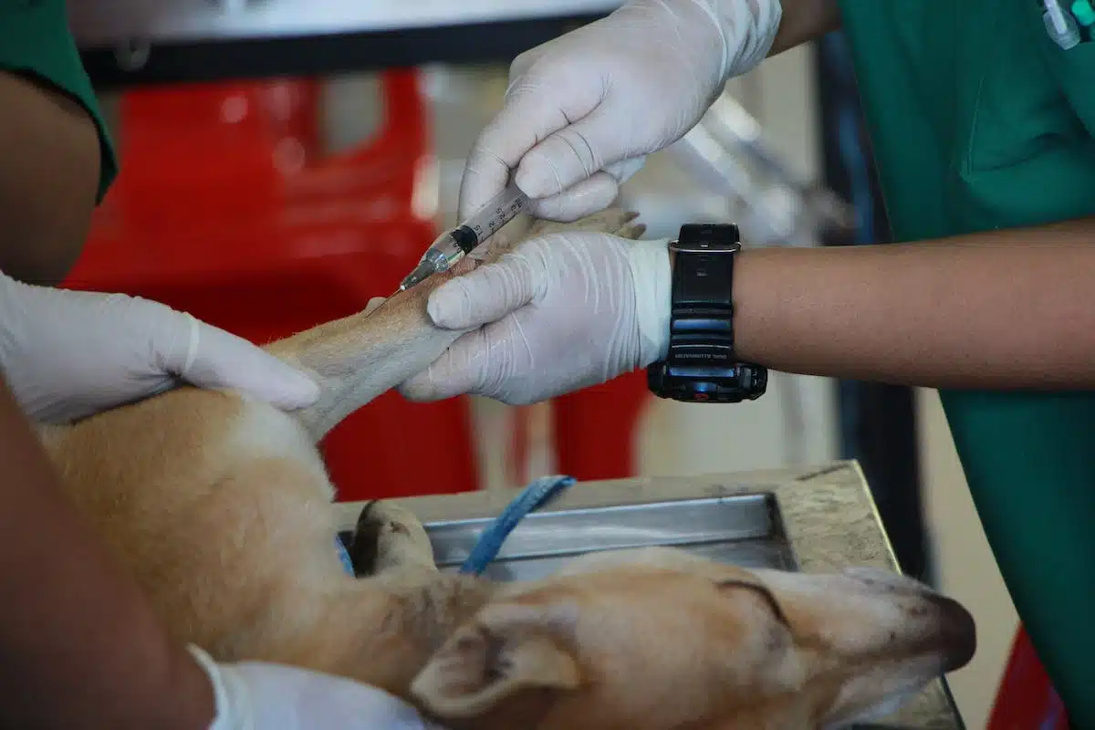 chien  castration