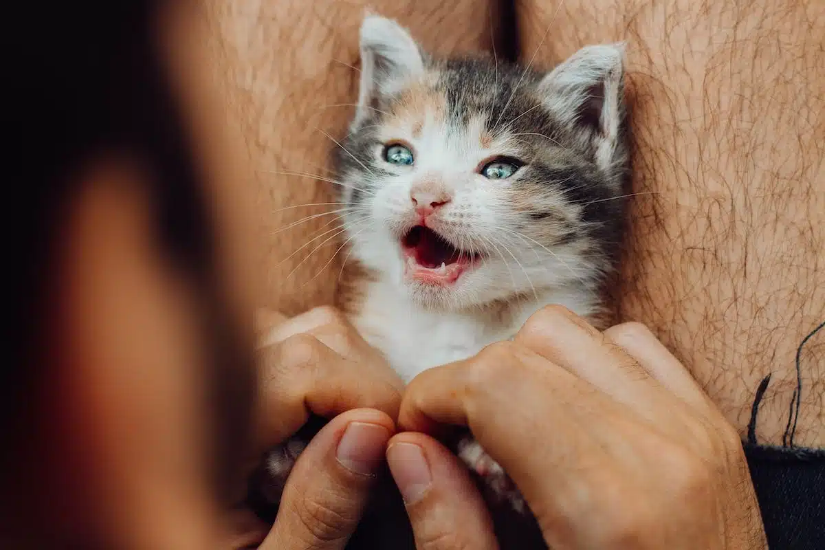 chat  thérapie