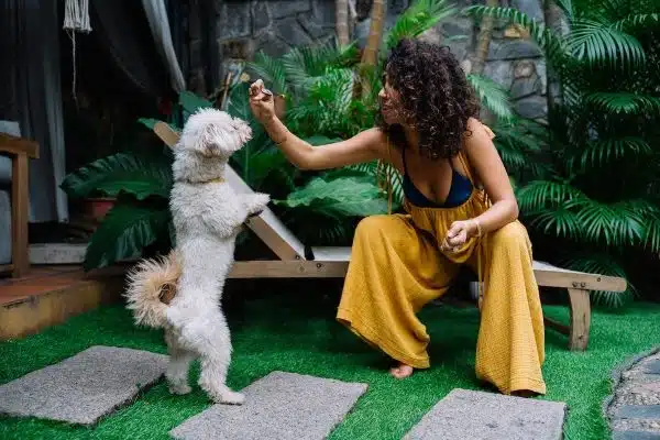 Les bienfaits de la socialisation canine : renforcer le bonheur et la santé de votre chien