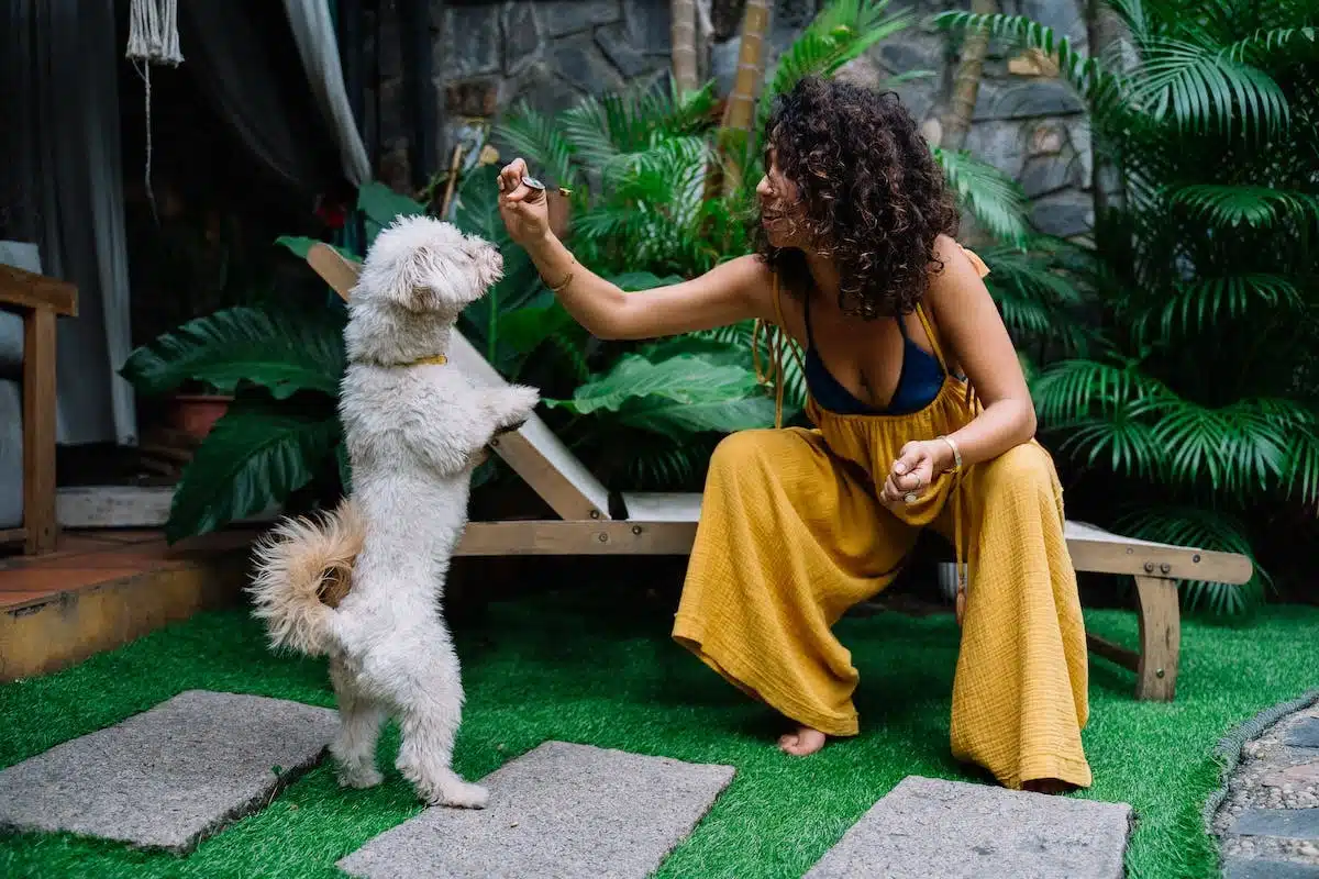 Les bienfaits de la socialisation canine : renforcer le bonheur et la santé de votre chien