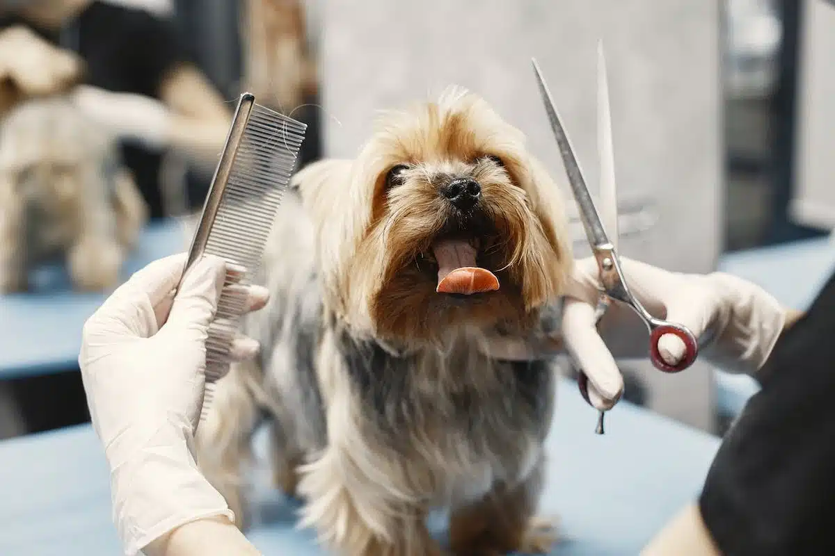 Les incontournables du grooming et du toilettage pour vos animaux de compagnie