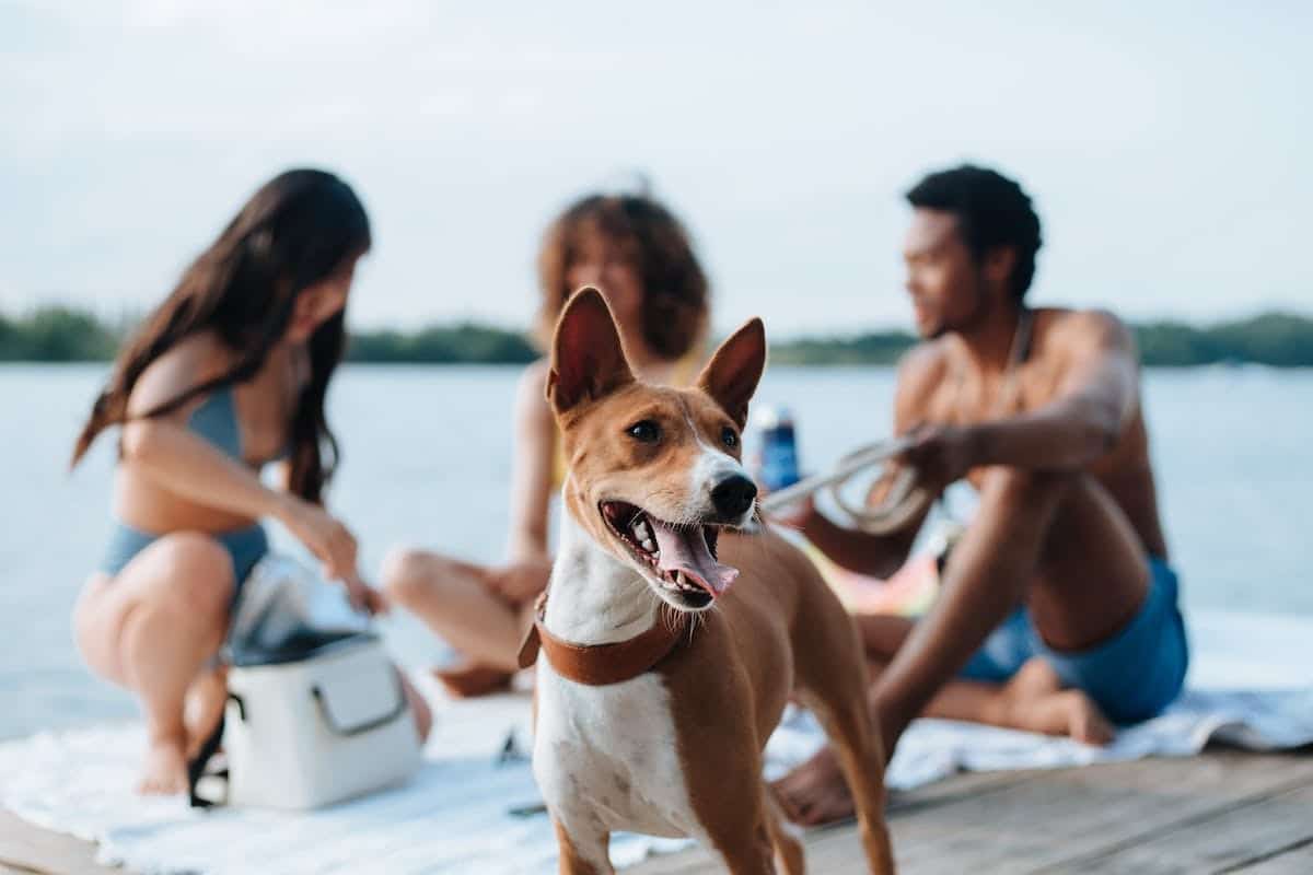 Les meilleures destinations pour partir en vacances avec son chien