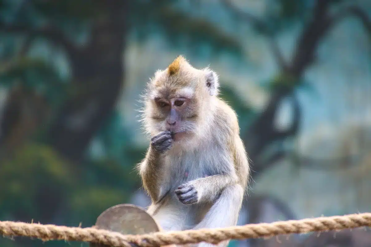 Les animaux célèbres : leur influence sur la société dans la culture populaire