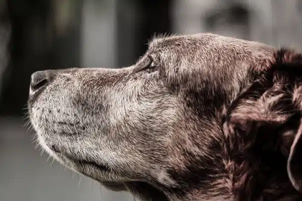 Les races de chiens idéales pour être auprès des personnes âgées