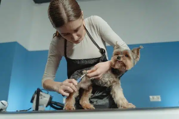 Les incroyables bienfaits des animaux domestiques sur la santé humaine