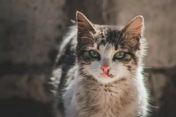 Découvrez les histoires insolites des chats qui vous feront sourire