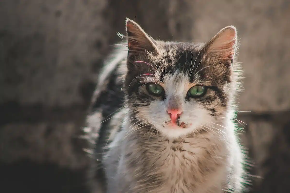 Découvrez les histoires insolites des chats qui vous feront sourire